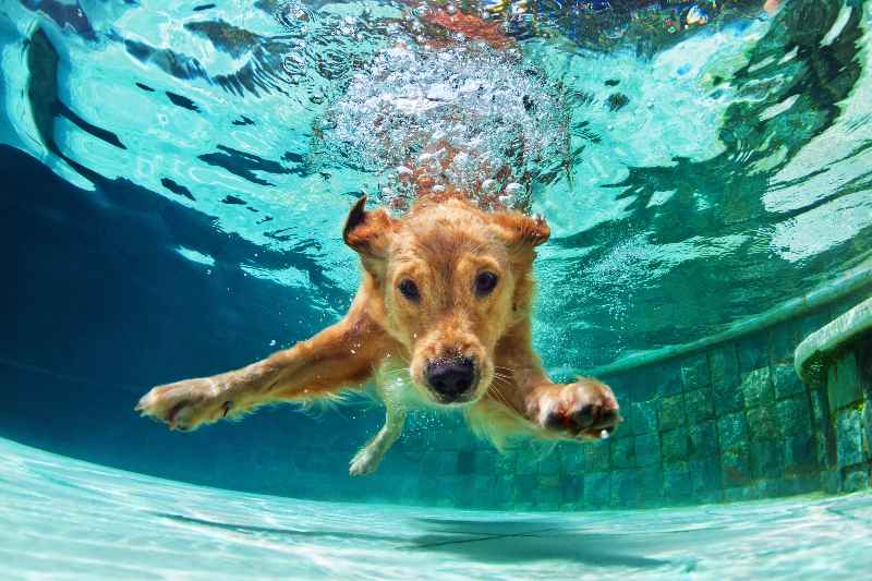Dive into Pool Care for Pet Owners