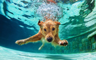 Pool Maintenance tips for dog owners