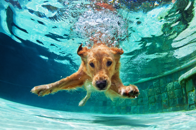 Pool Maintenance tips for dog owners